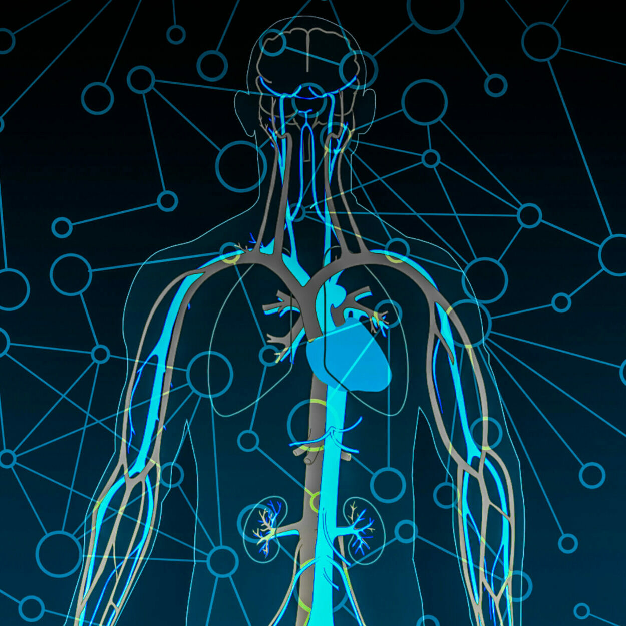 human-body-circulatory-system-circulation-blood-anatomy-body-1640743-pxhere.com